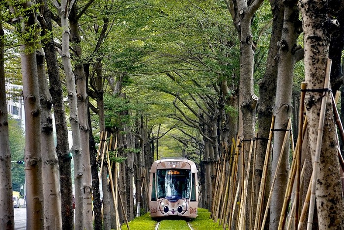 trải nghiệm Tàu nhẹ từ đường hầm Totoro